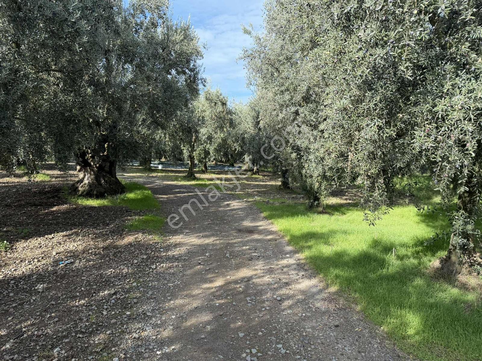 Göllüce'de 1389 M² Kelepir Satılık İmarlı Arsa — fotoğraf 2