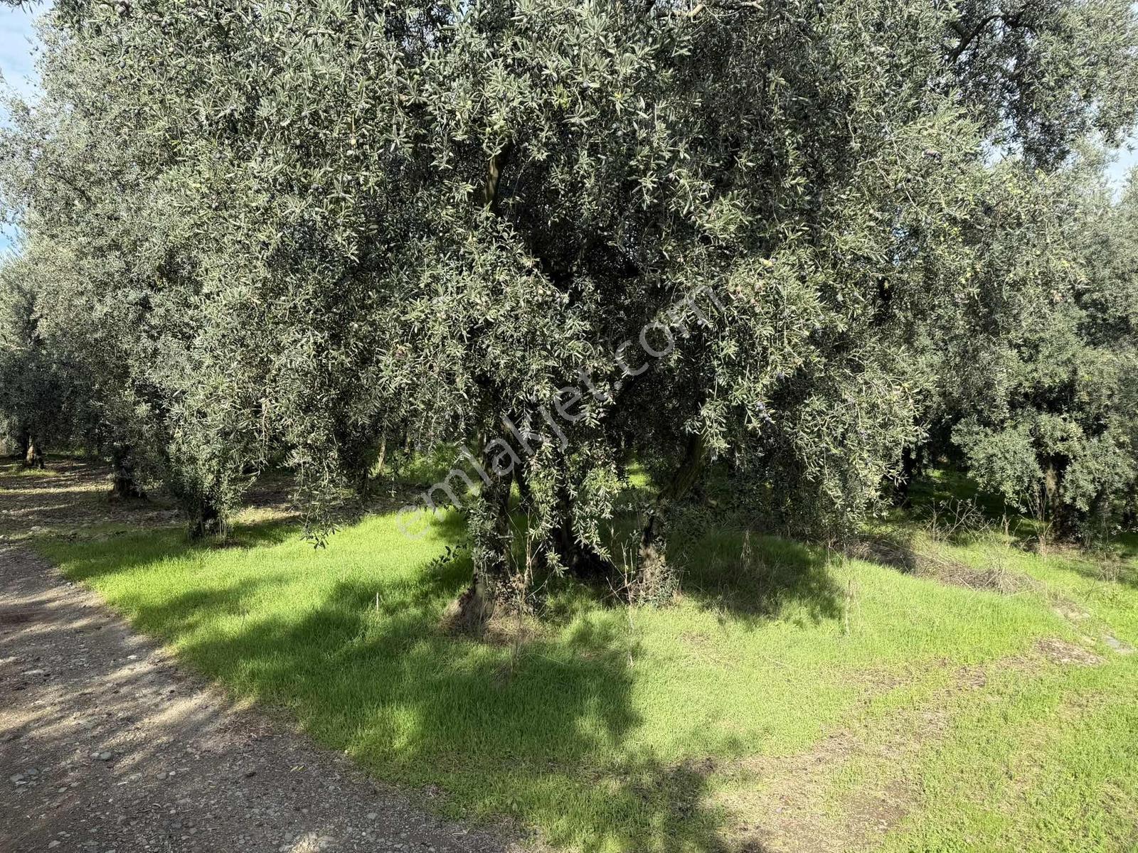 Göllüce'de 1389 M² Kelepir Satılık İmarlı Arsa — fotoğraf 3