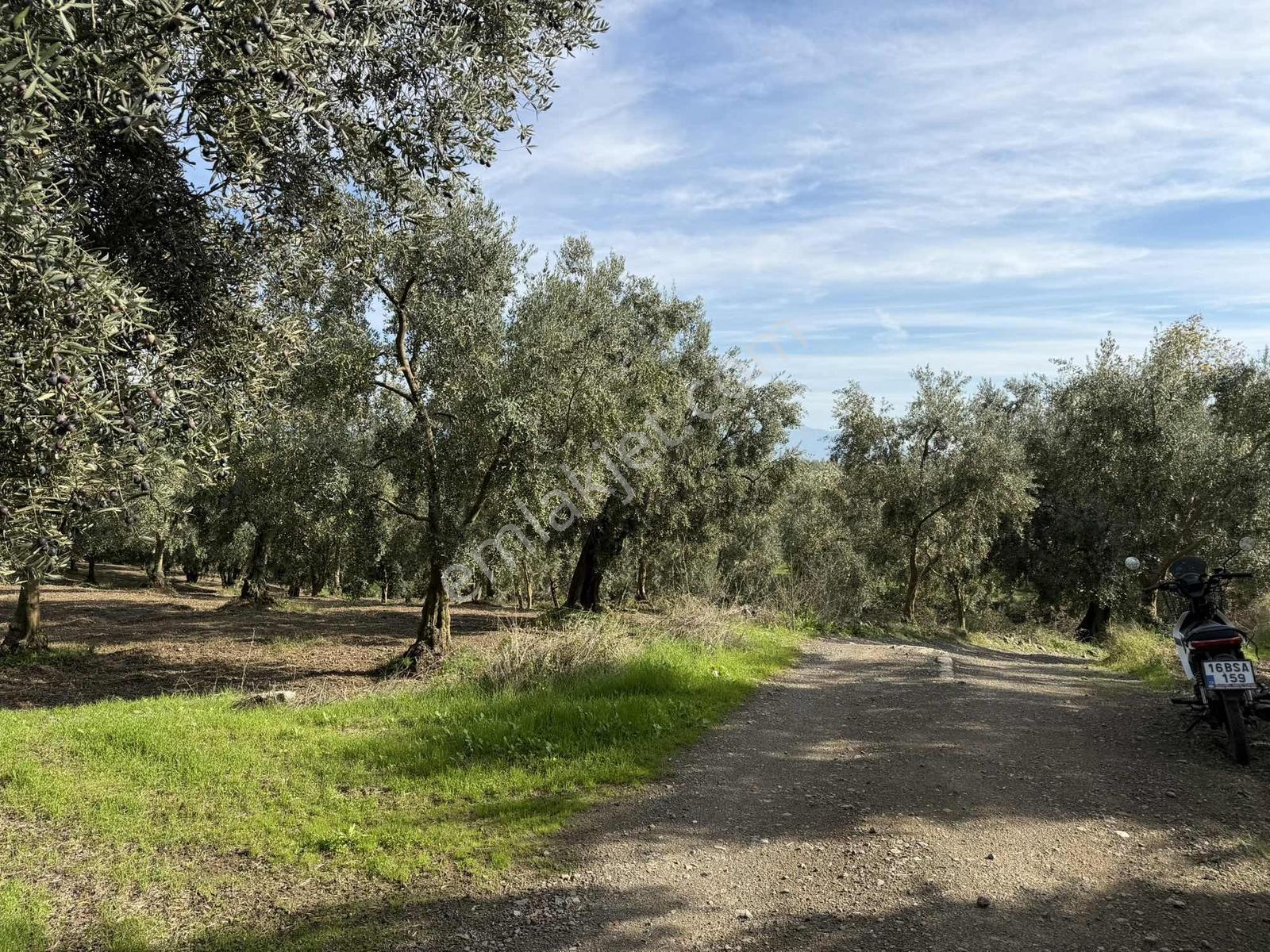 Göllüce'de 1389 M² Kelepir Satılık İmarlı Arsa — fotoğraf 4