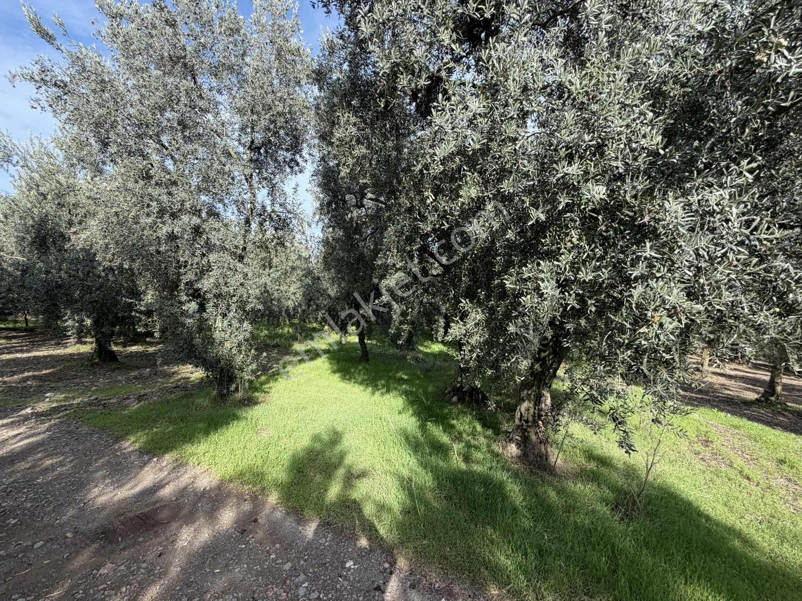 Göllüce'de 1389 M² Kelepir Satılık İmarlı Arsa — fotoğraf 5