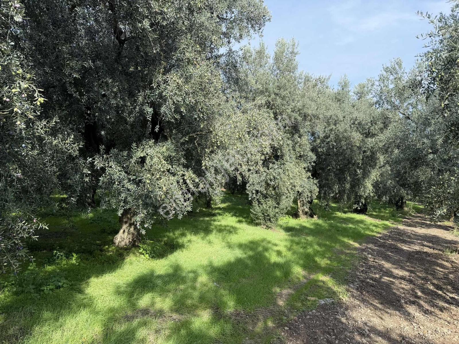 Göllüce'de 1389 M² Kelepir Satılık İmarlı Arsa — fotoğraf 9