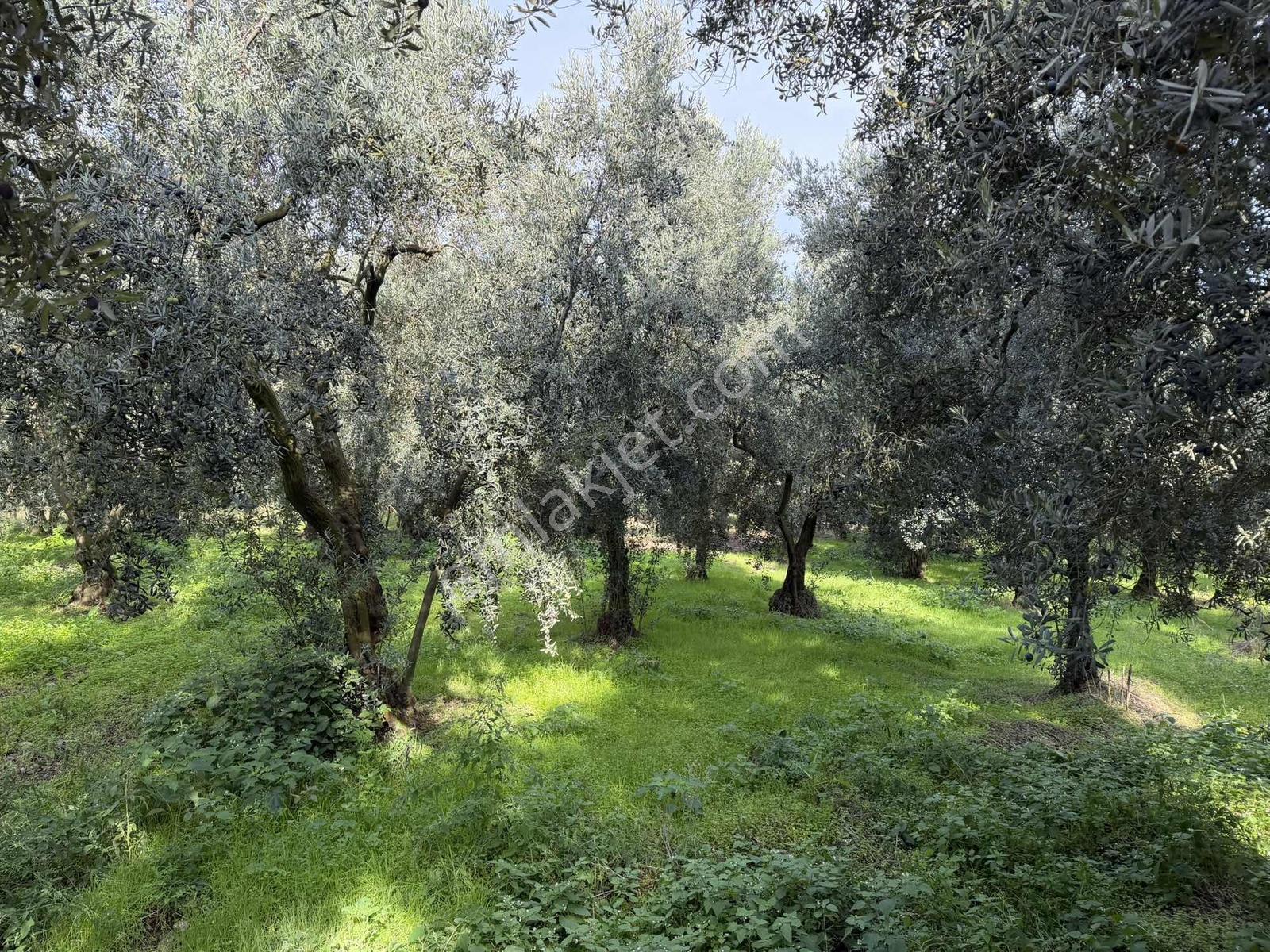 Göllüce'de 1389 M² Kelepir Satılık İmarlı Arsa — fotoğraf 11
