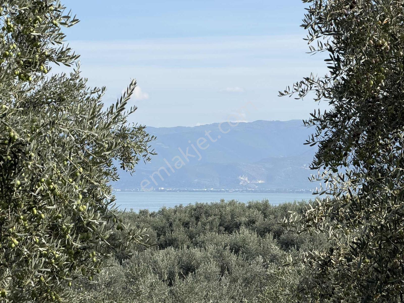 Göllüce'de 1389 M² Kelepir Satılık İmarlı Arsa — fotoğraf 13