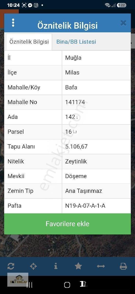 Muğla Milas Bafa'Da Yola Sıfır Satılık Zeytinlik