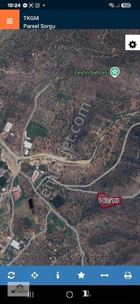 Muğla Milas Bafa'da Yola Sıfır Satılık Zeytinlik — fotoğraf 2