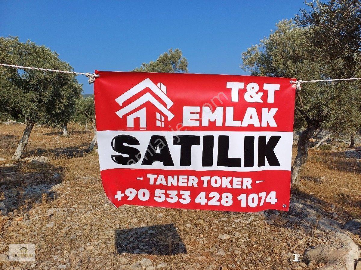 Muğla Milas Bafa'da Yola Sıfır Satılık Zeytinlik — fotoğraf 3