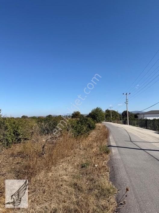 Seferihisar Düzce Azmak Yoluna Cepheli Mandalin Bahçesi 14,497m² — fotoğraf 5