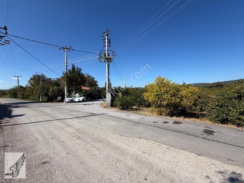 Seferihisar Düzce Azmak Yoluna Cepheli Mandalin Bahçesi 14,497m² — fotoğraf 7
