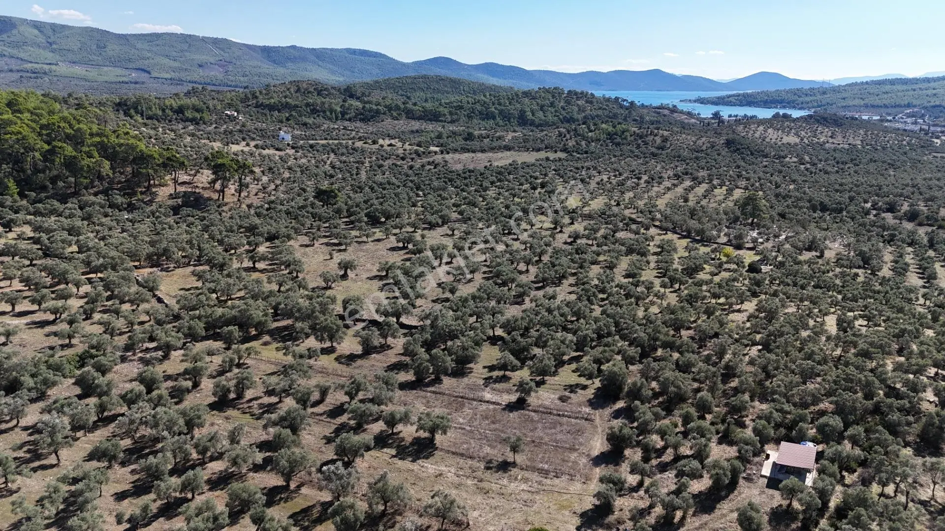 Muğla Milas Kazıklı Da Yatırım Fırsatı Zeytinlik