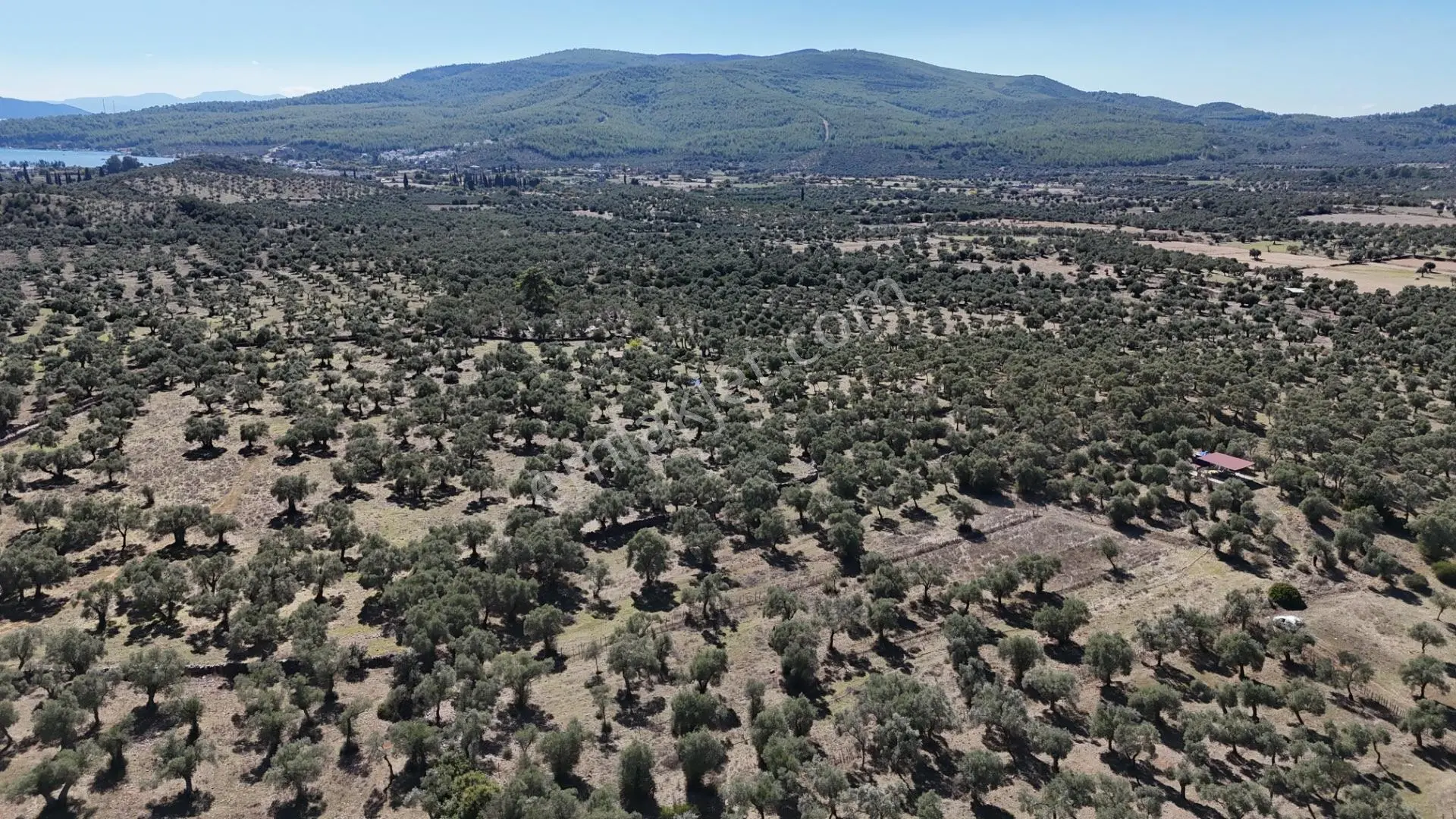 Muğla Milas Kazıklı Da Yatırım Fırsatı Zeytinlik — fotoğraf 2