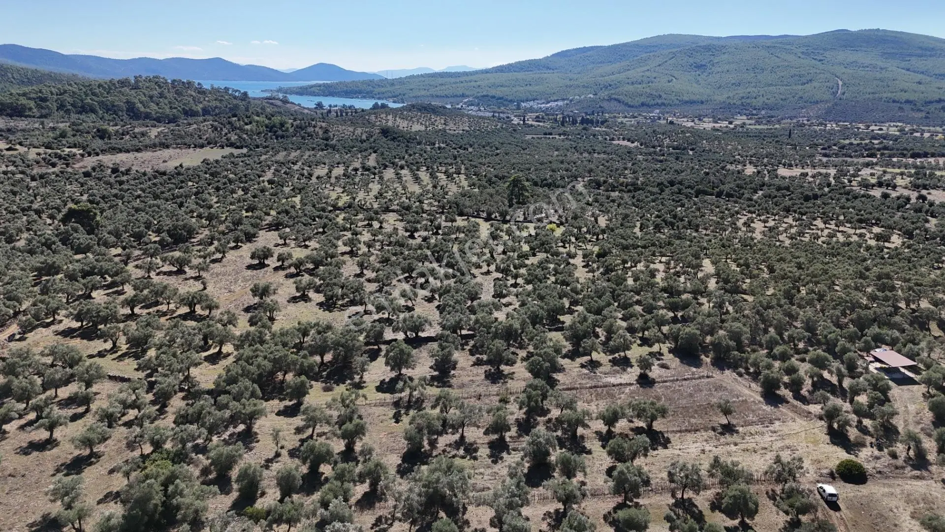 Muğla Milas Kazıklı Da Yatırım Fırsatı Zeytinlik — fotoğraf 3