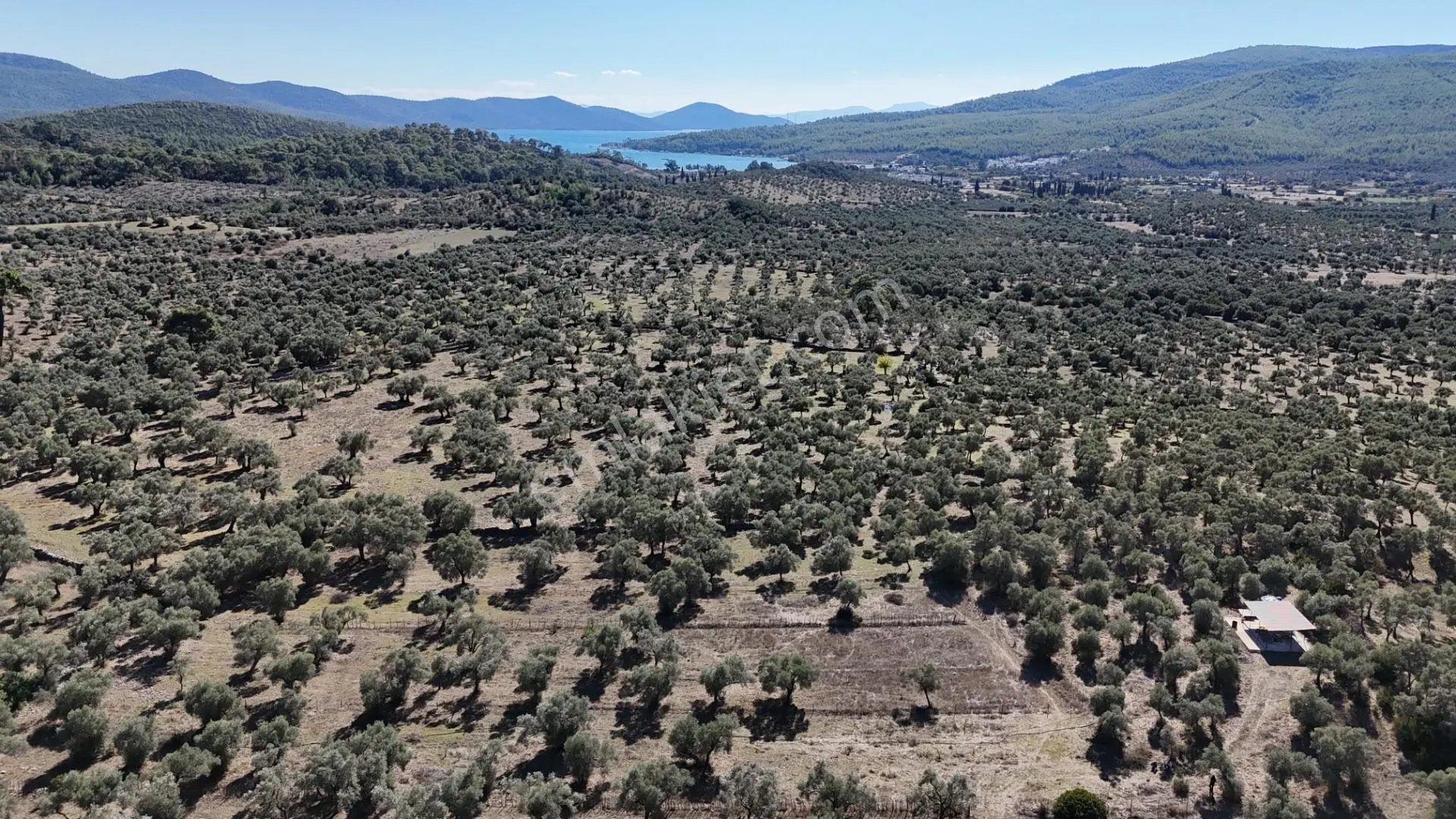 Muğla Milas Kazıklı Da Yatırım Fırsatı Zeytinlik — fotoğraf 4