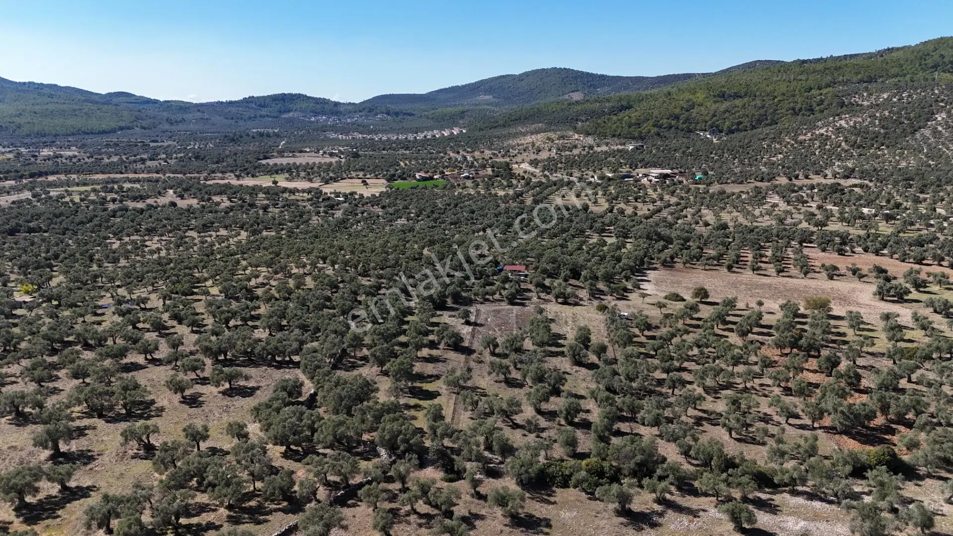 Muğla Milas Kazıklı Da Yatırım Fırsatı Zeytinlik — fotoğraf 5