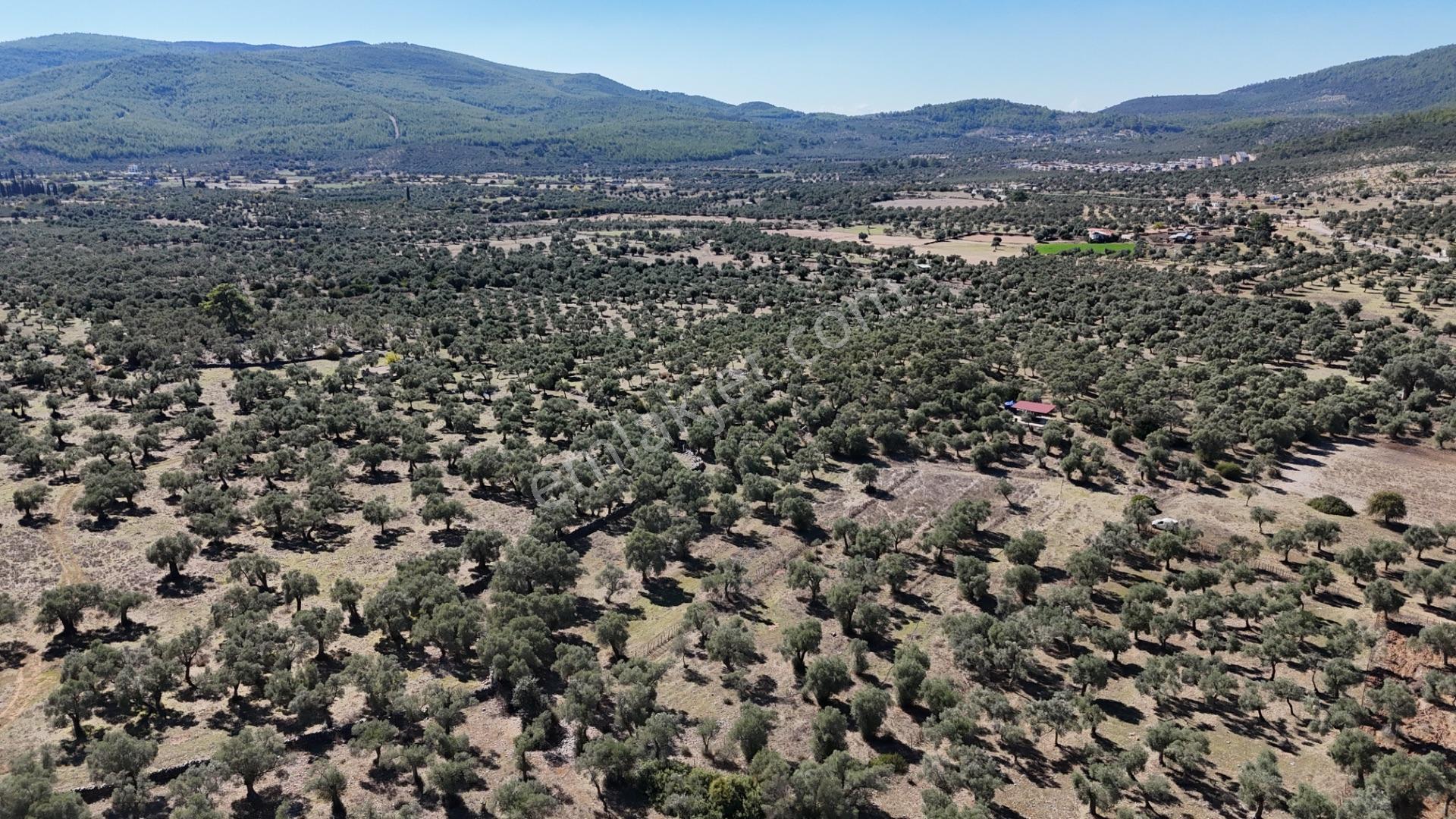 Muğla Milas Kazıklı Da Yatırım Fırsatı Zeytinlik — fotoğraf 6