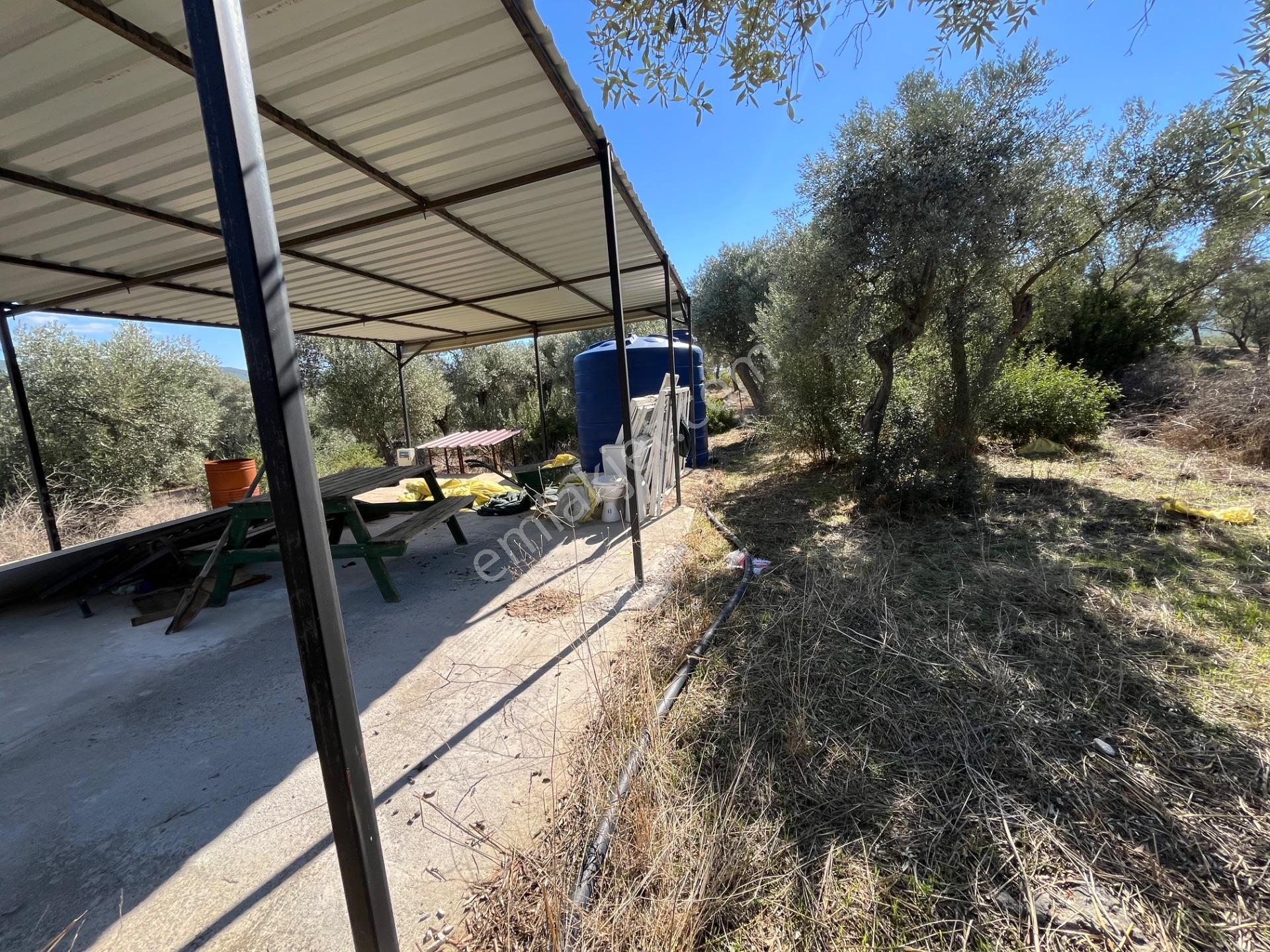 Muğla Milas Kazıklı Da Yatırım Fırsatı Zeytinlik — fotoğraf 8