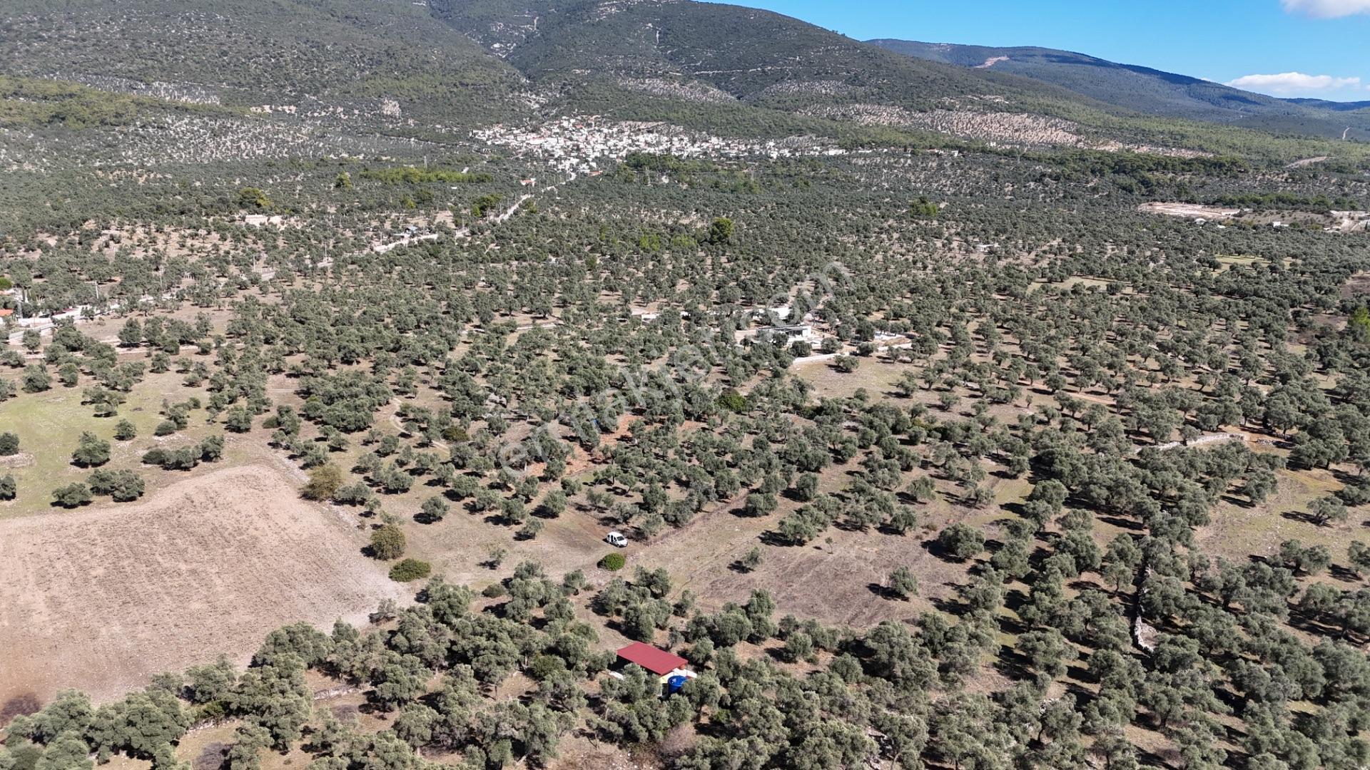 Muğla Milas Kazıklı Da Yatırım Fırsatı Zeytinlik — fotoğraf 10