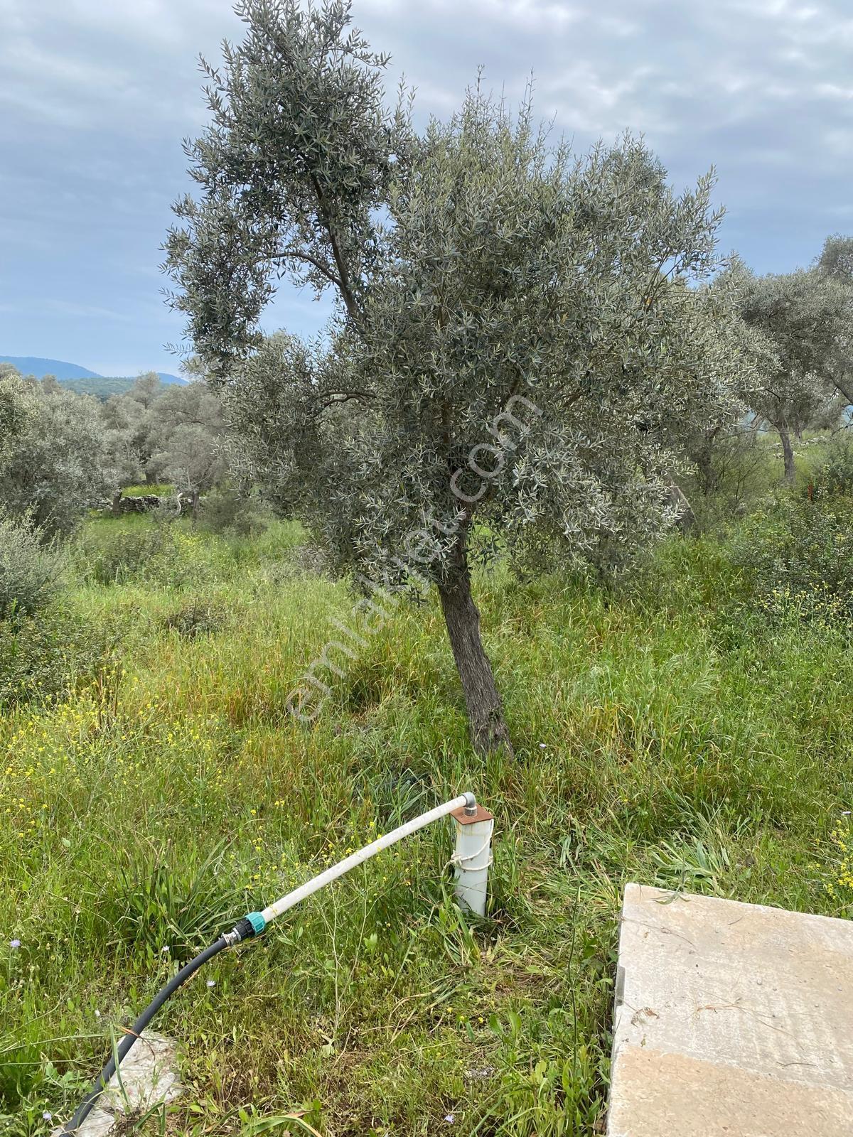 Muğla Milas Kazıklı Da Yatırım Fırsatı Zeytinlik — fotoğraf 13