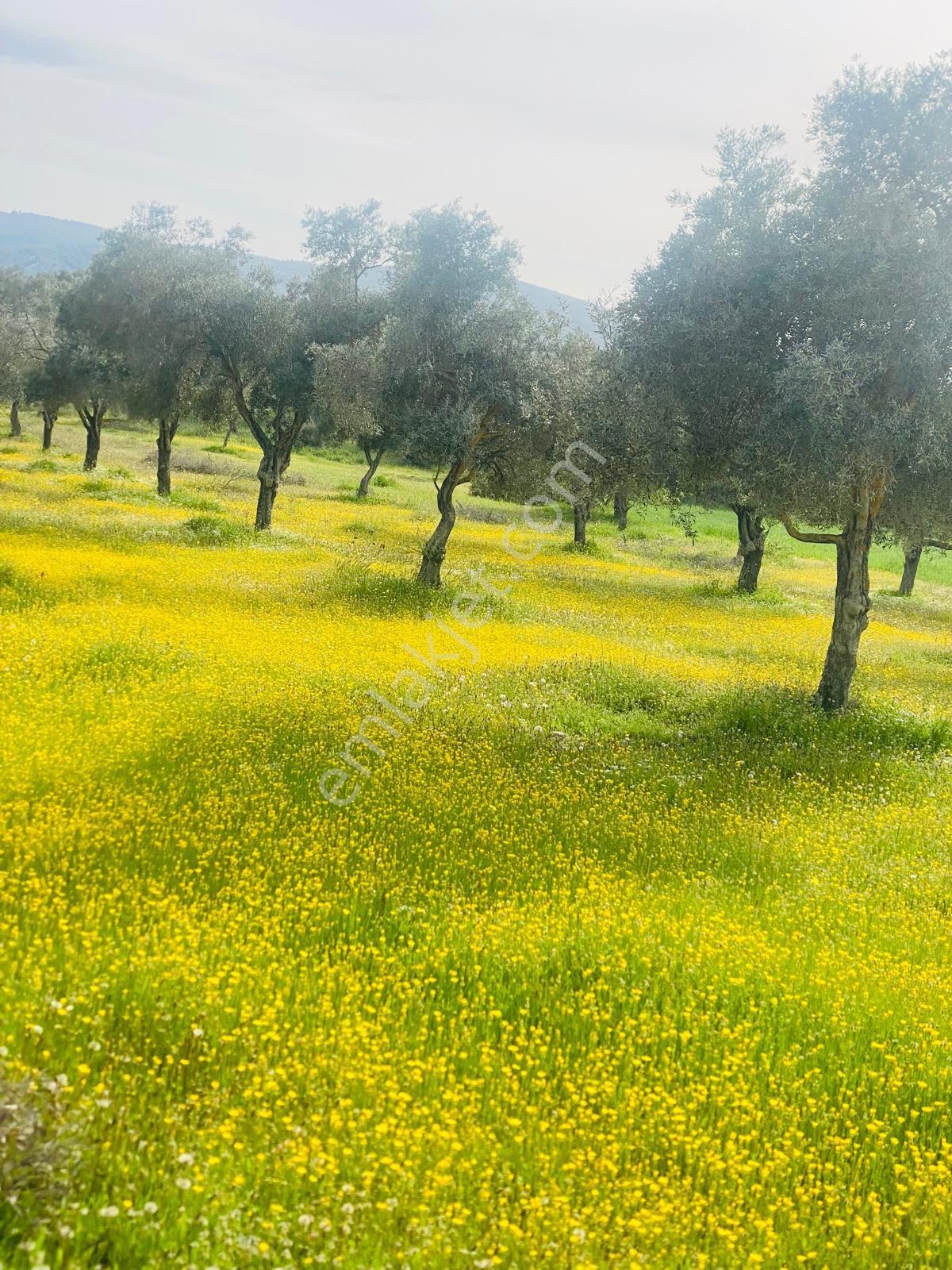Muğla Milas Kazıklı Da Yatırım Fırsatı Zeytinlik — fotoğraf 14