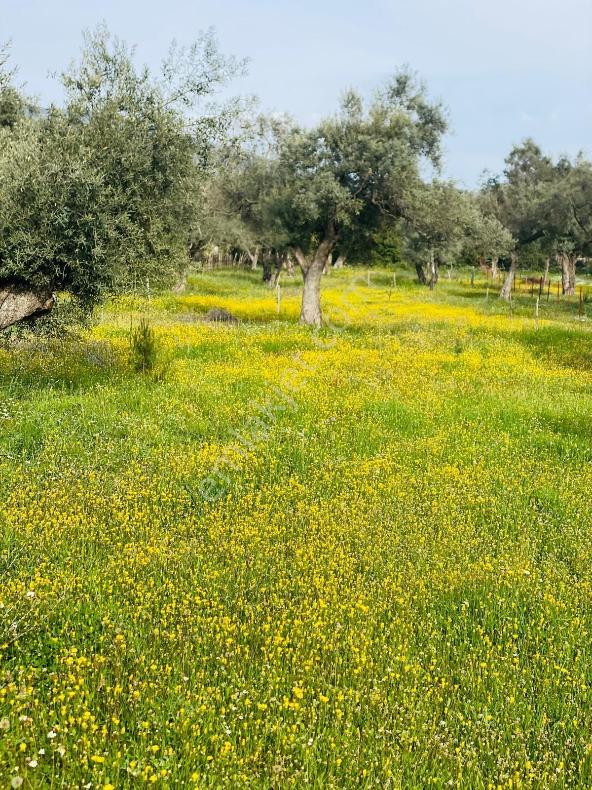 Muğla Milas Kazıklı Da Yatırım Fırsatı Zeytinlik — fotoğraf 17