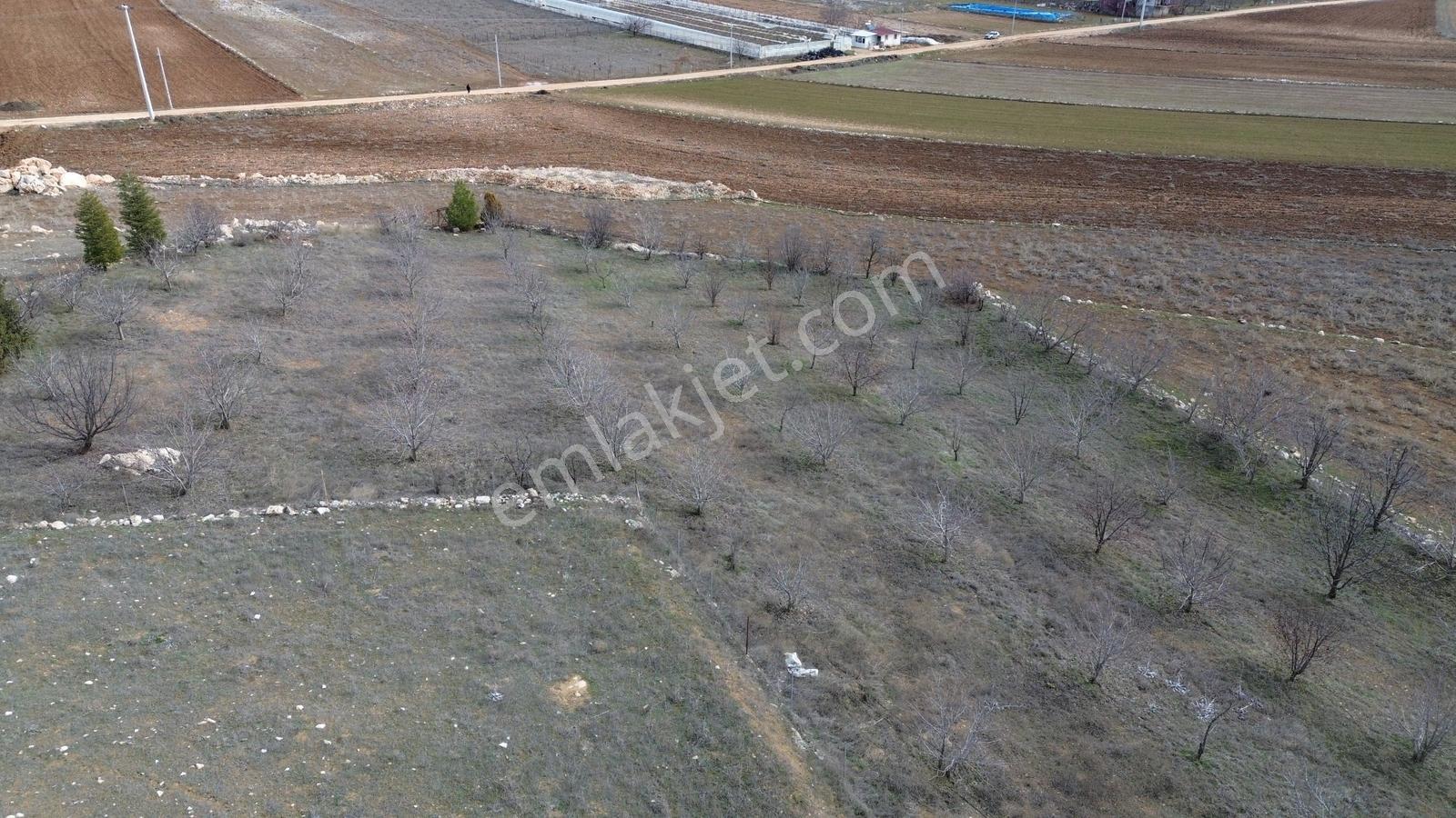 Vip Gayrimenkul'den Kışla Mah. 4.160m² Ceviz Bahçesi — fotoğraf 10