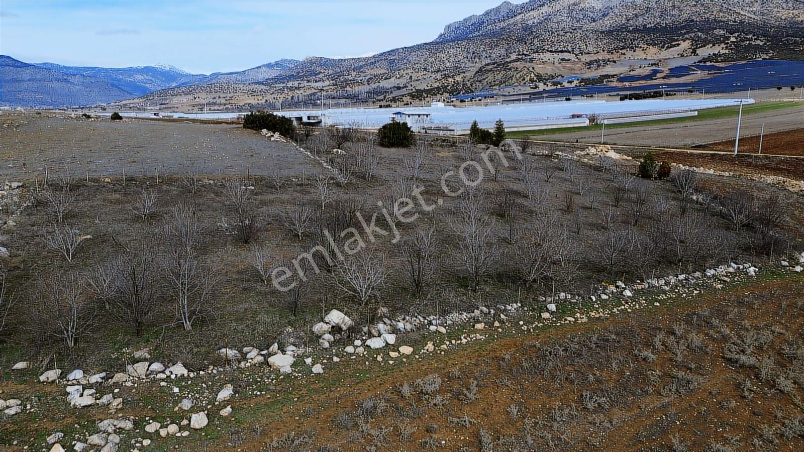 Vip Gayrimenkul'den Kışla Mah. 4.160m² Ceviz Bahçesi — fotoğraf 12