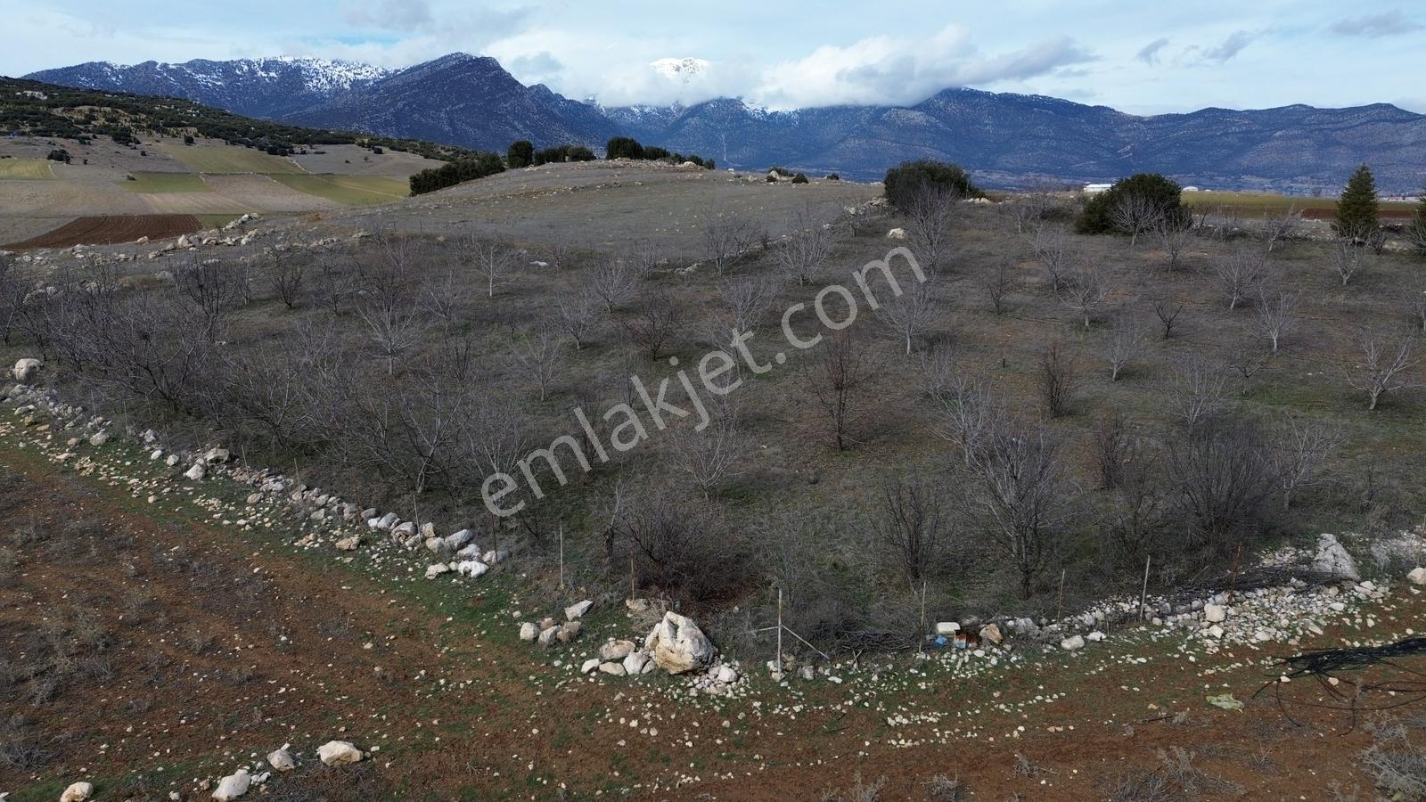 Vip Gayrimenkul'den Kışla Mah. 4.160m² Ceviz Bahçesi — fotoğraf 13