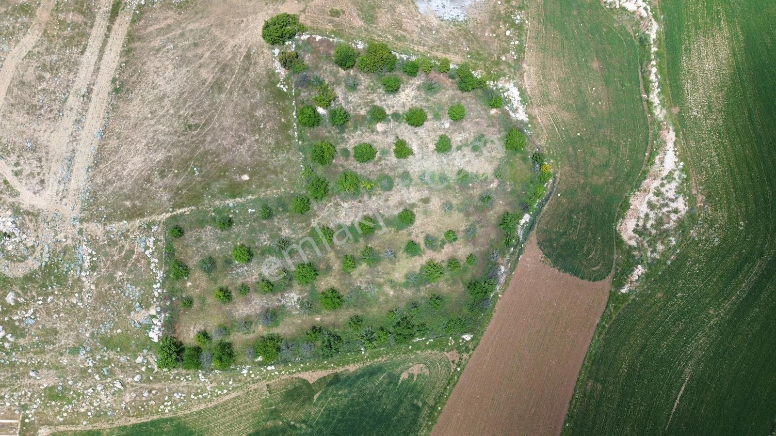 Vip Gayrimenkul'den Kışla Mah. 4.160m² Ceviz Bahçesi — fotoğraf 16