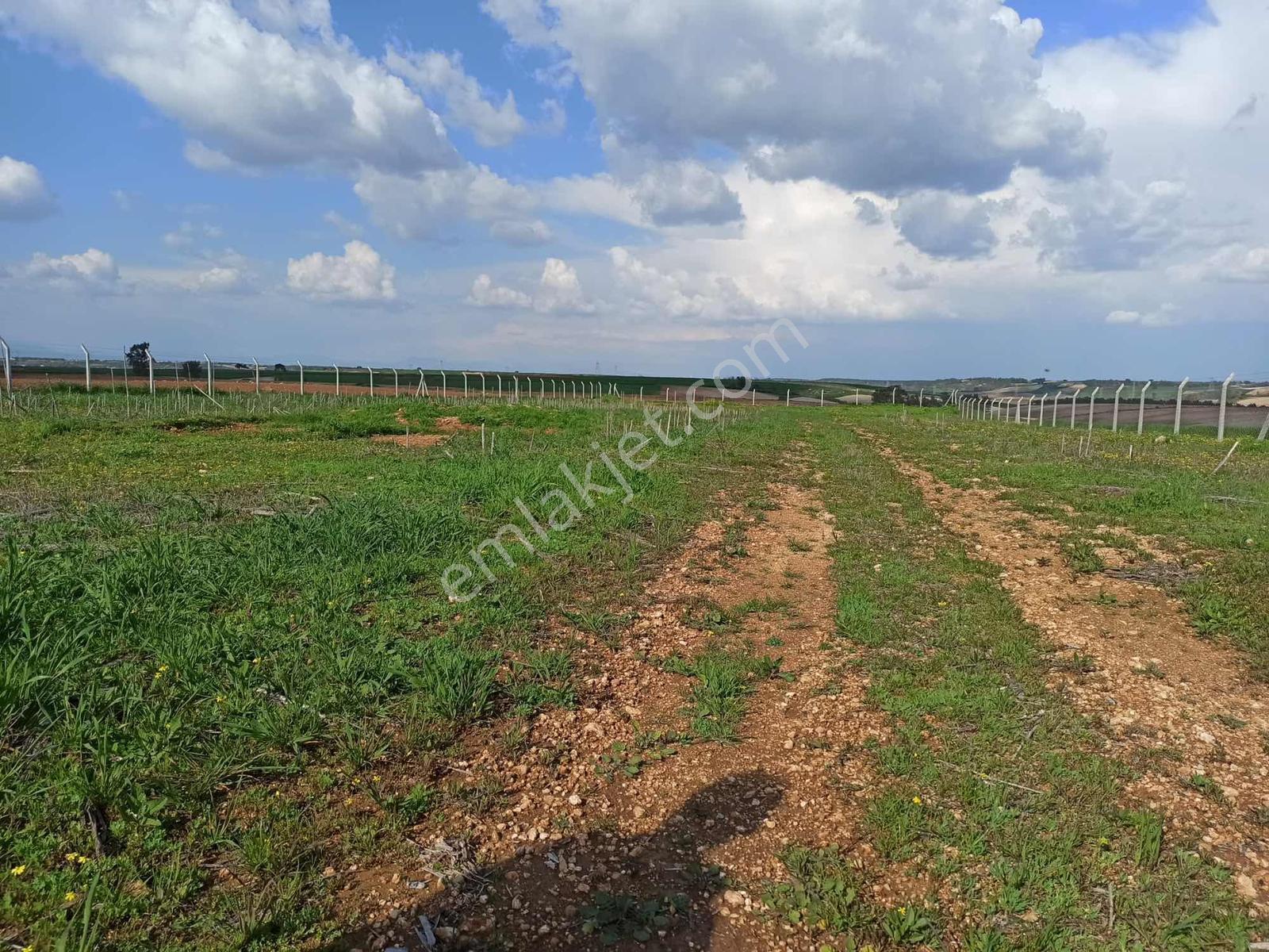 Cihadiye Köyünde 4.210 M2 Tek Tapu Telle Çevrili Tarla — fotoğraf 4