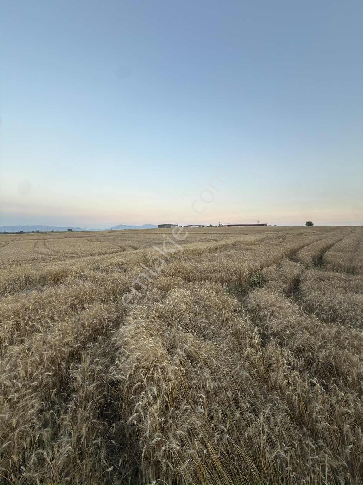 Cihadiye Köyünde 4.210 M2 Tek Tapu Telle Çevrili Tarla — fotoğraf 8
