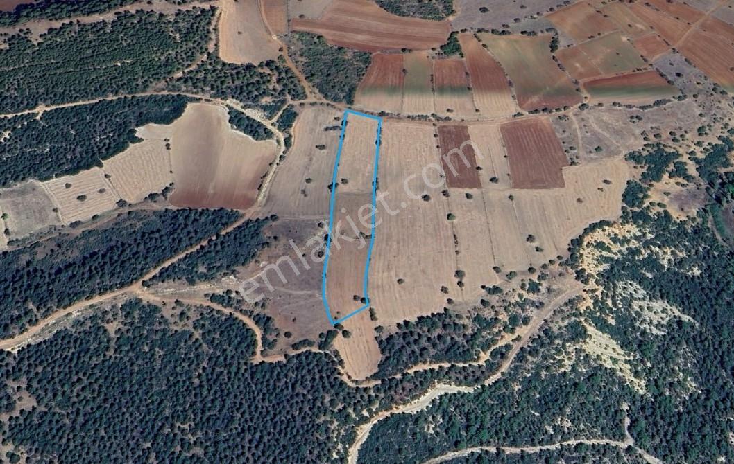 Denizli Tavas Pınarlıkta Satılık 6467 M2 Tarla