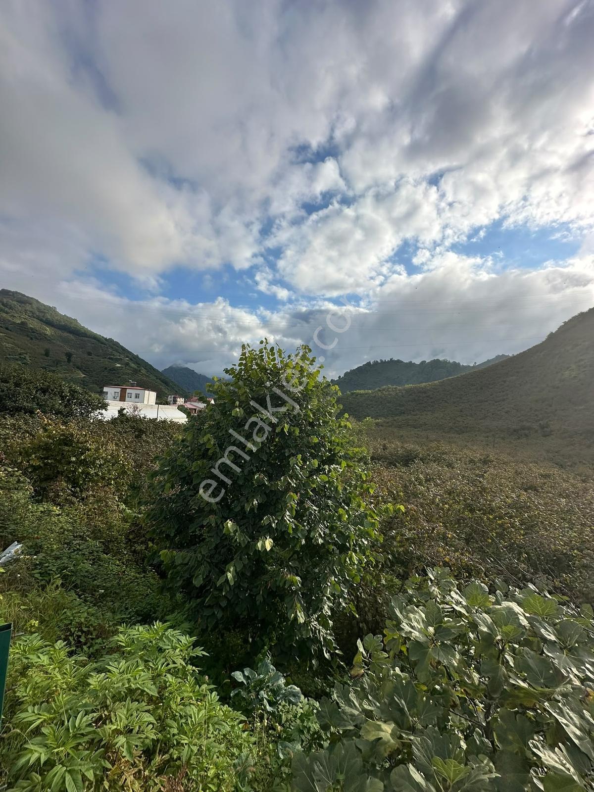 Ordu Hekimoğlu'ndan Gülyalı Turnasuyunda Satılık Arsa — fotoğraf 3