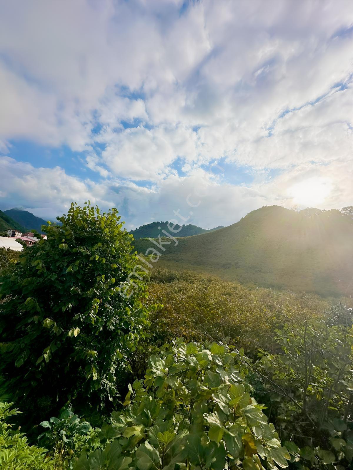 Ordu Hekimoğlu'ndan Gülyalı Turnasuyunda Satılık Arsa — fotoğraf 5