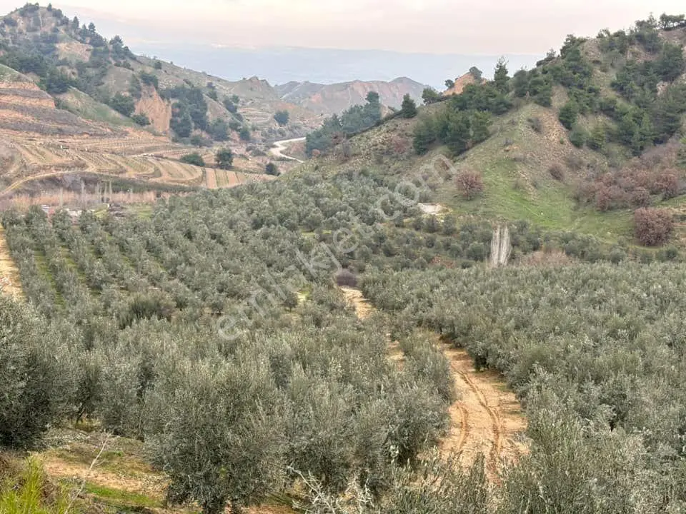 Tc Emlaktan Satılık 45 Dönüm Zeytinlik !