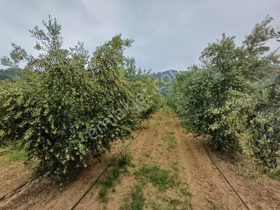 Tc Emlaktan Satılık 45 Dönüm Zeytinlik ! — fotoğraf 12