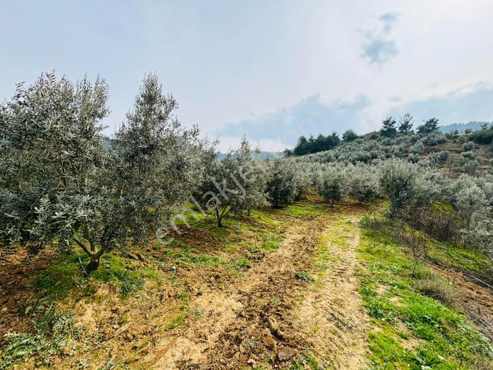 Tc Emlaktan Satılık 45 Dönüm Zeytinlik ! — fotoğraf 23