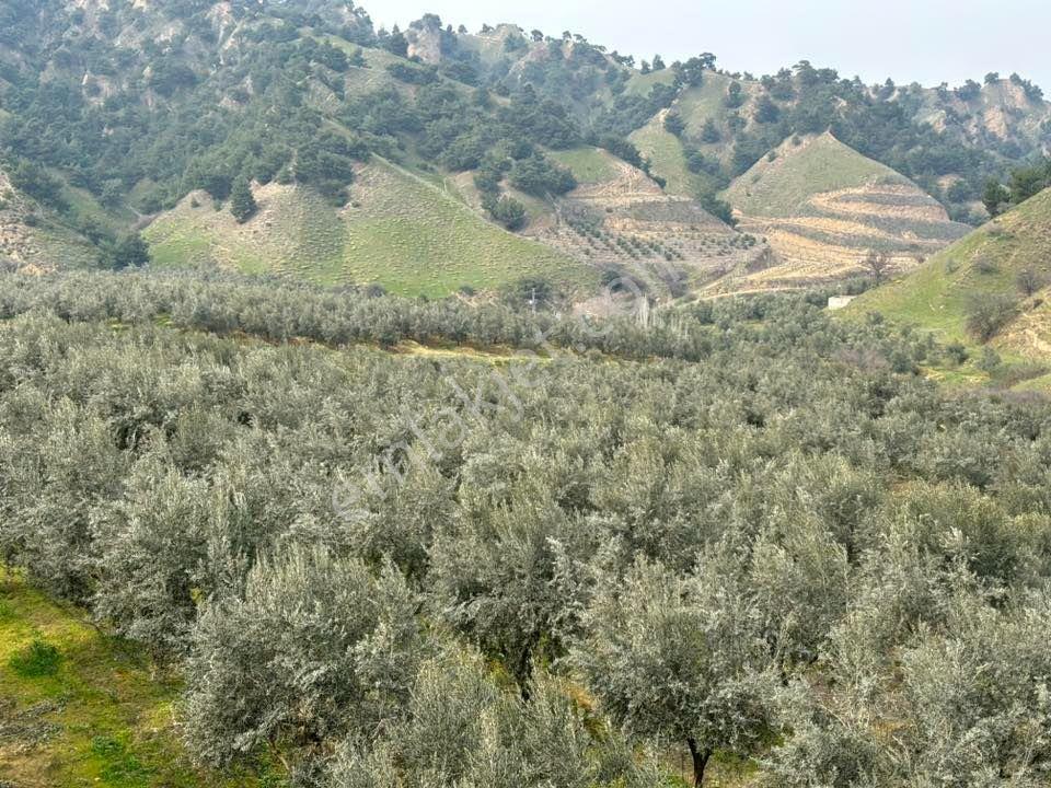 Tc Emlaktan Satılık 45 Dönüm Zeytinlik ! — fotoğraf 26