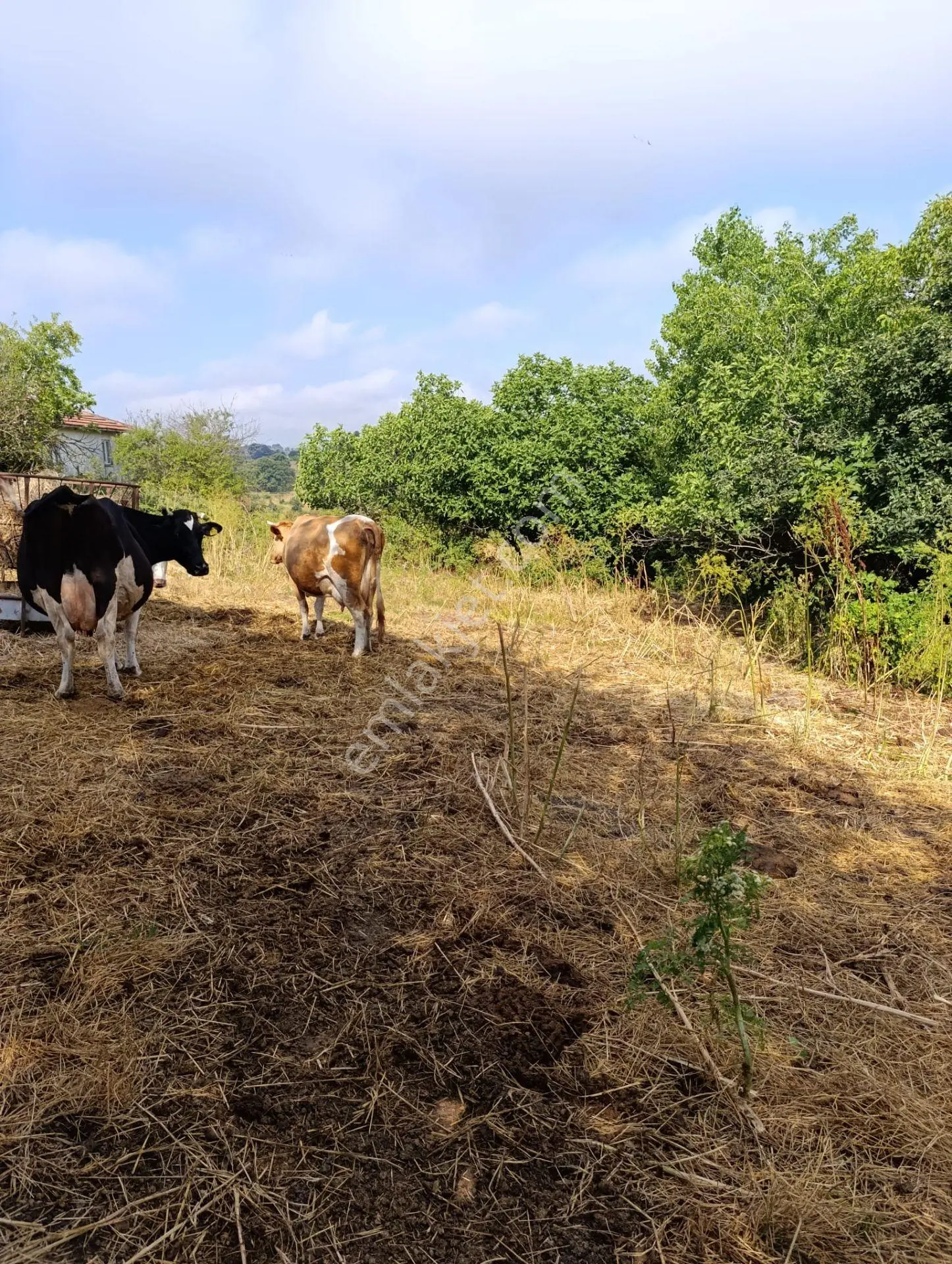 Han Emlak Otomotiv'den Çan Doğaca Köyünde İmarlı 1100 M2 Arsa — fotoğraf 3
