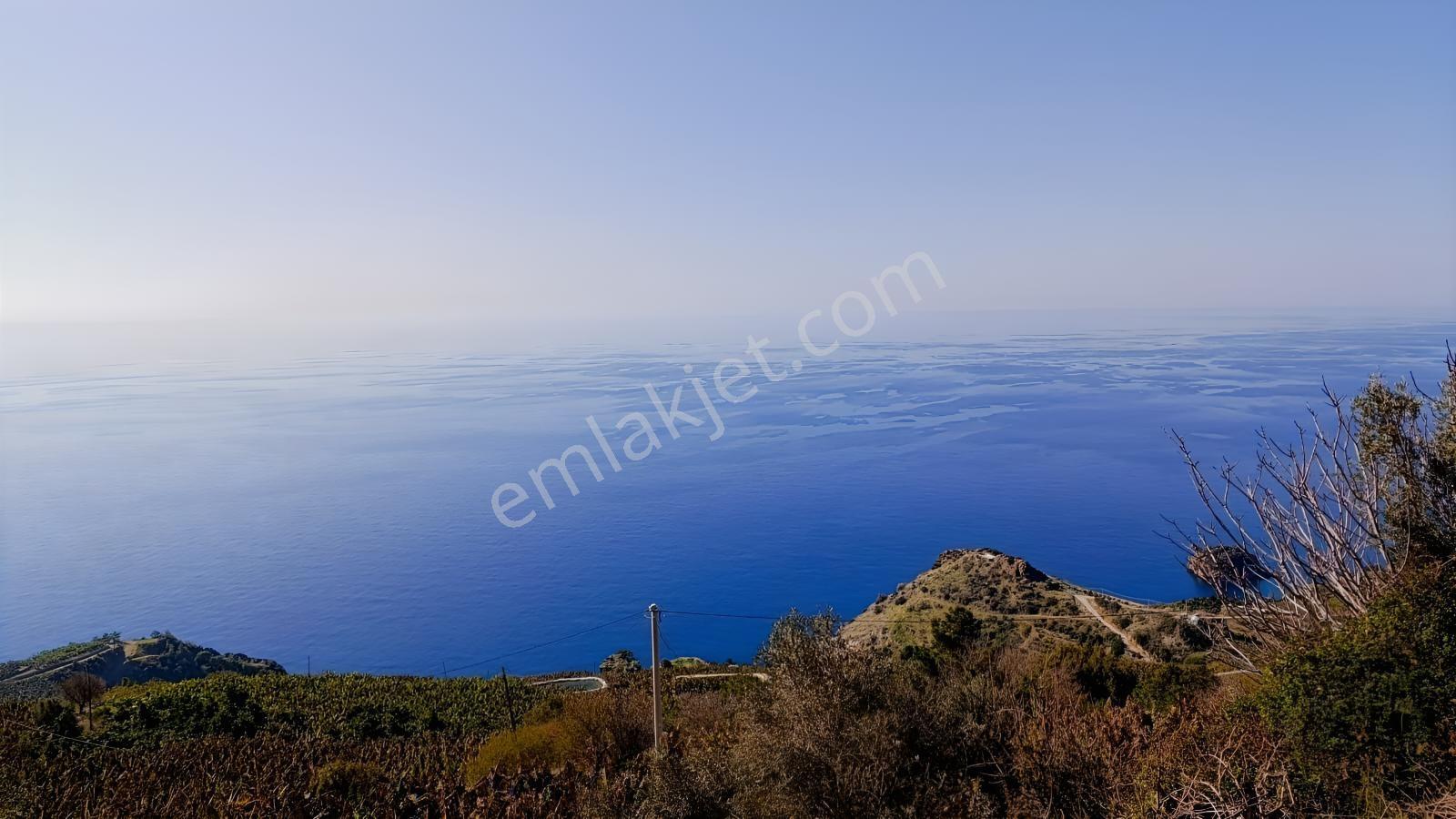 Antalya Gazipaşa Da Satılık Ful Deniz Manzaralı Muz Bahçesi — fotoğraf 2