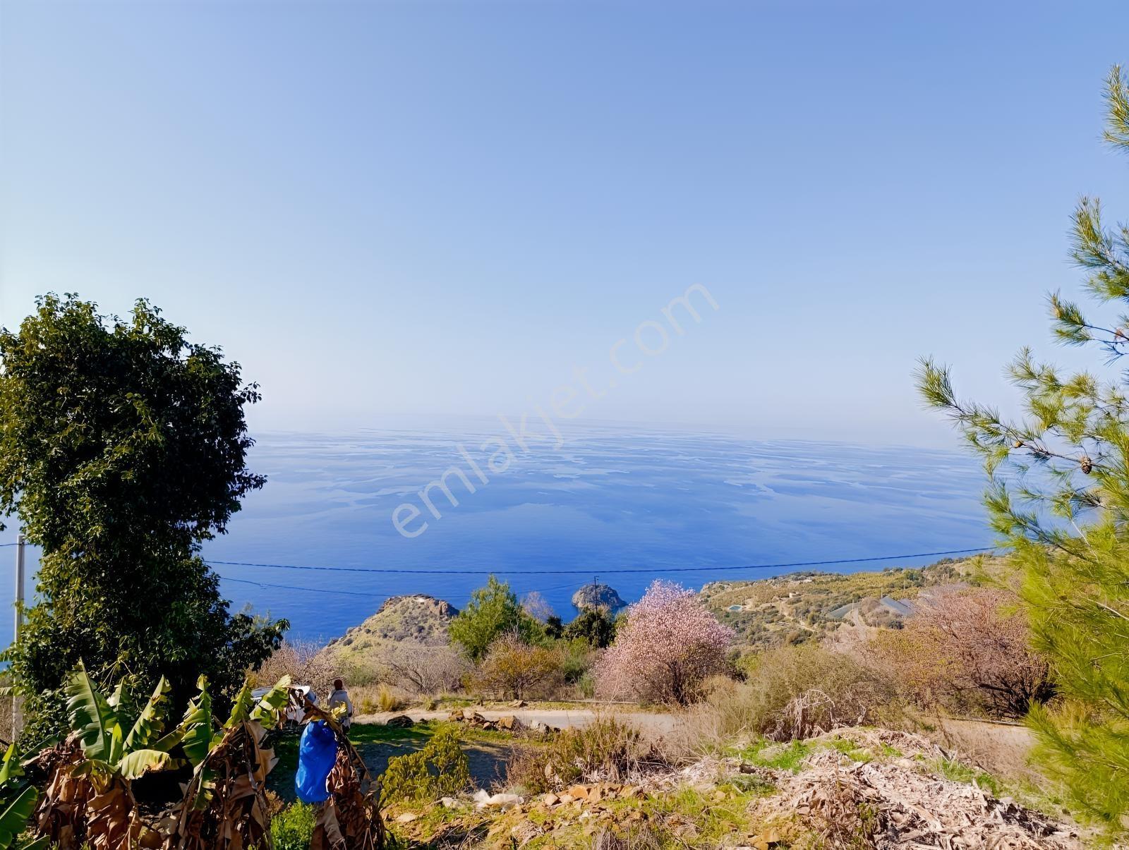 Antalya Gazipaşa Da Satılık Ful Deniz Manzaralı Muz Bahçesi — fotoğraf 3