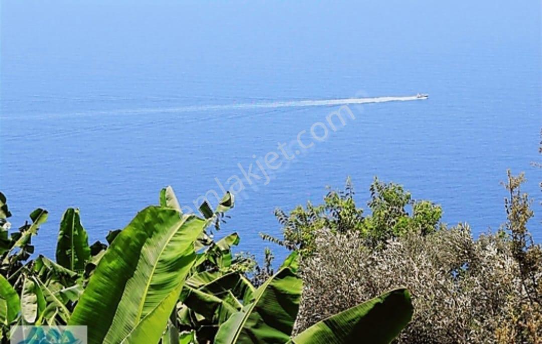 Antalya Gazipaşa Da Satılık Ful Deniz Manzaralı Muz Bahçesi — fotoğraf 4