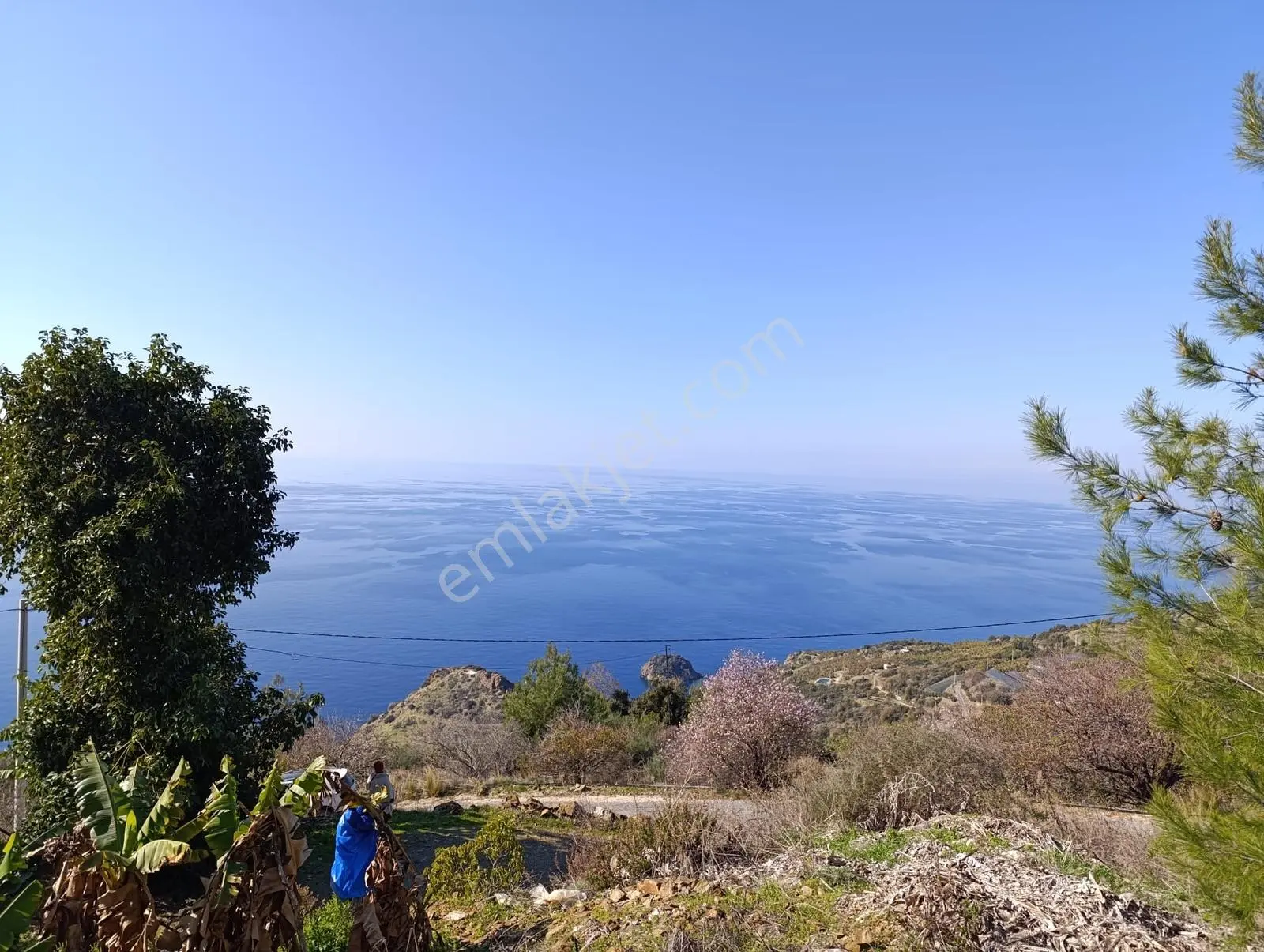 Antalya Gazipaşa Da Satılık Ful Deniz Manzaralı Muz Bahçesi — fotoğraf 5