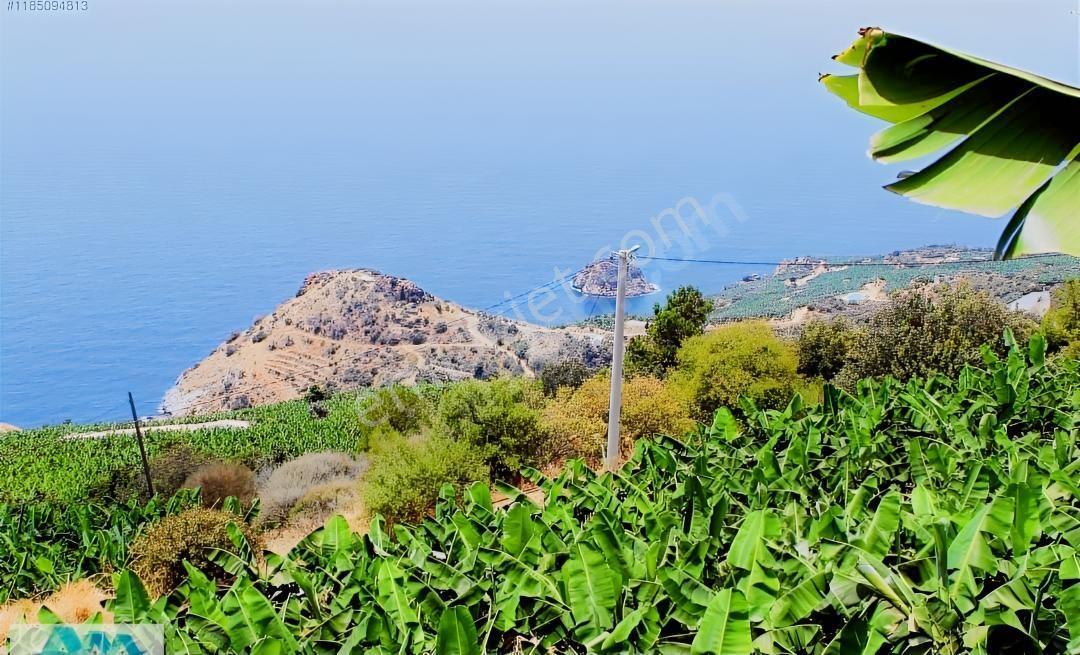 Antalya Gazipaşa Da Satılık Ful Deniz Manzaralı Muz Bahçesi — fotoğraf 6