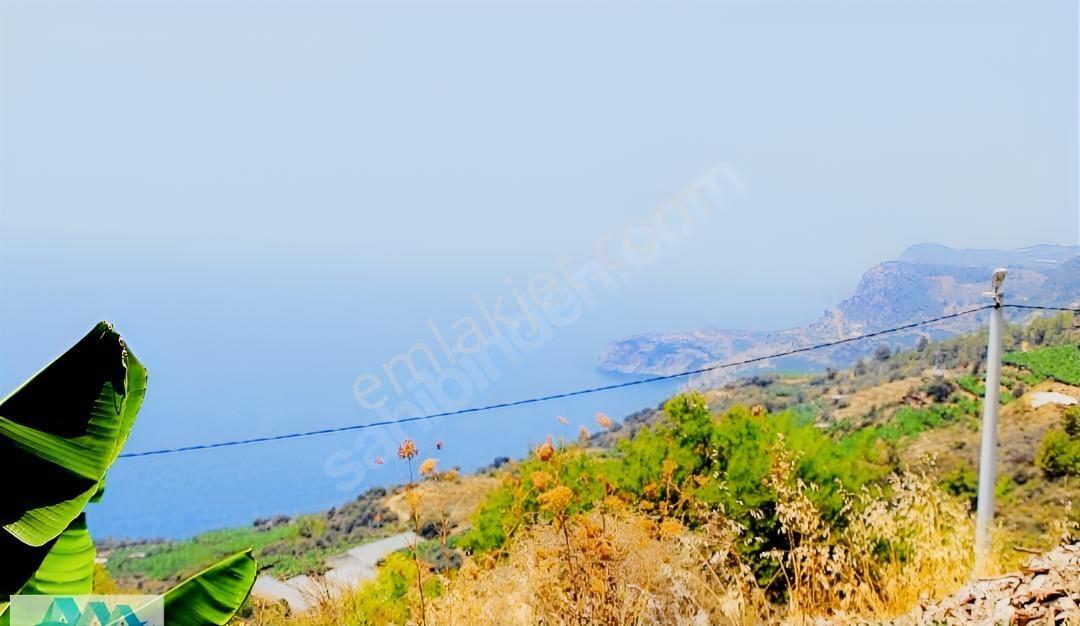 Antalya Gazipaşa Da Satılık Ful Deniz Manzaralı Muz Bahçesi — fotoğraf 7