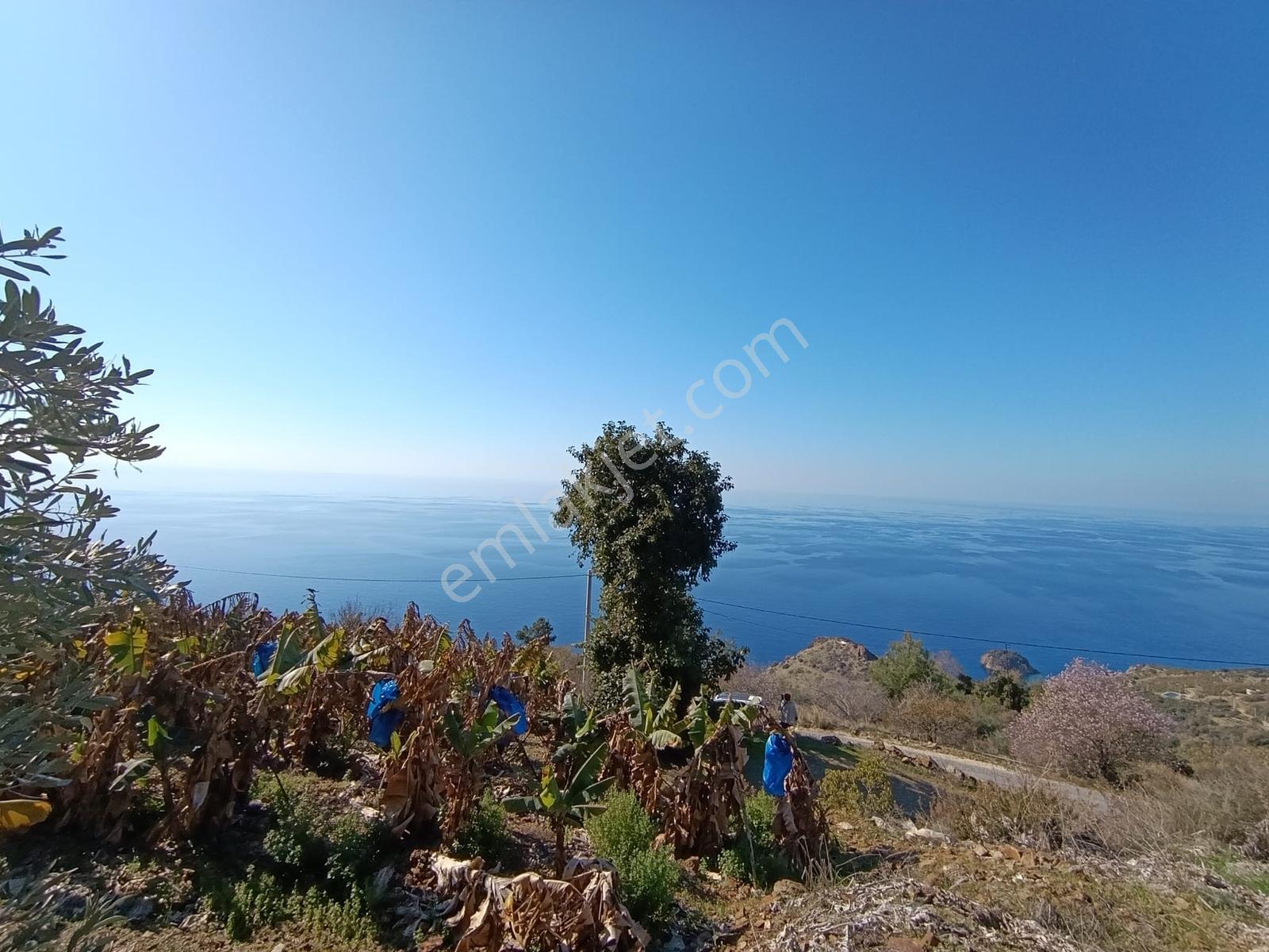 Antalya Gazipaşa Da Satılık Ful Deniz Manzaralı Muz Bahçesi — fotoğraf 8
