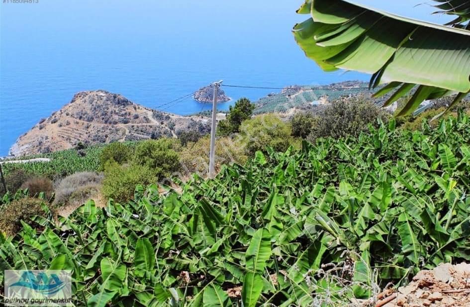 Antalya Gazipaşa Da Satılık Ful Deniz Manzaralı Muz Bahçesi — fotoğraf 10