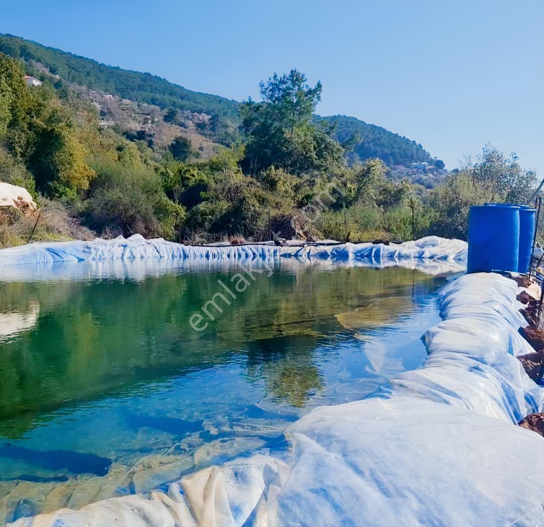 Antalya Gazipaşa Da Satılık Ful Deniz Manzaralı Muz Bahçesi — fotoğraf 11