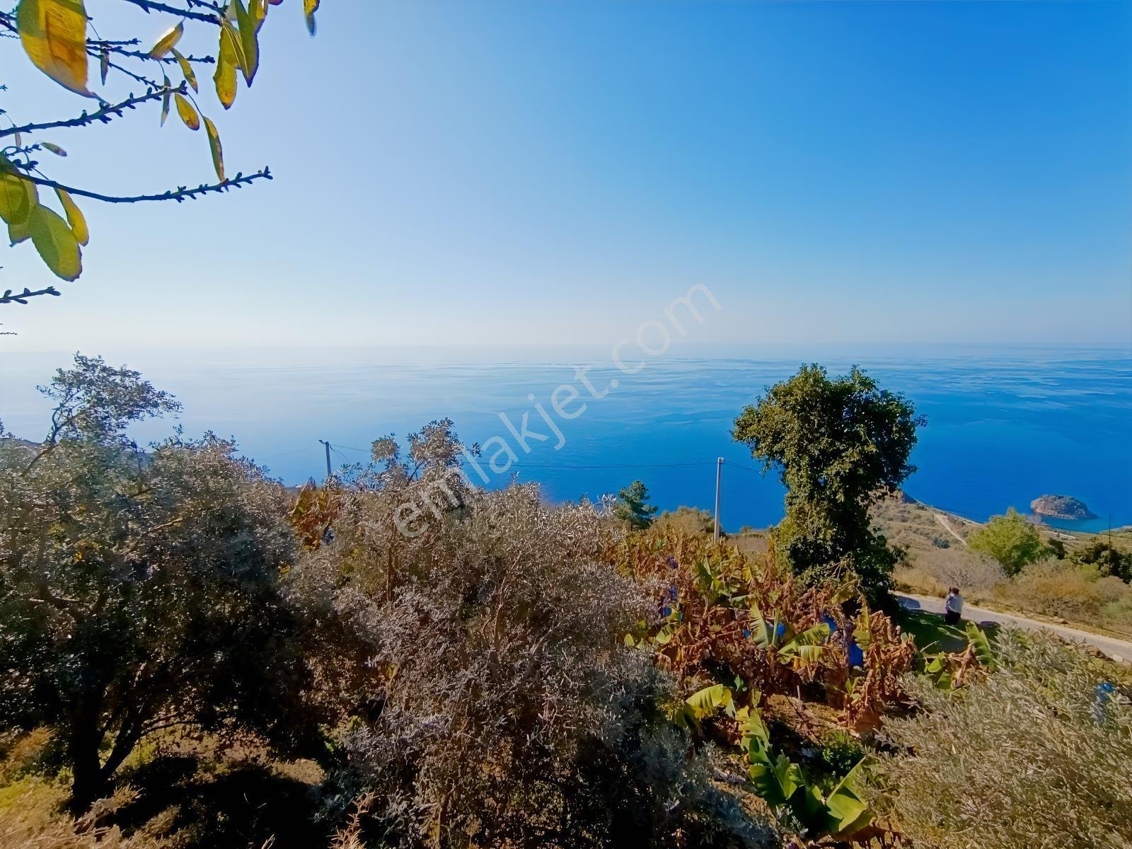 Antalya Gazipaşa Da Satılık Ful Deniz Manzaralı Muz Bahçesi — fotoğraf 12