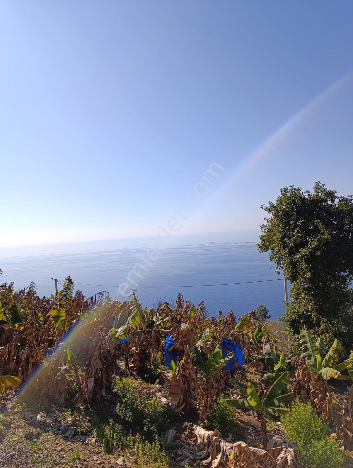 Antalya Gazipaşa Da Satılık Ful Deniz Manzaralı Muz Bahçesi — fotoğraf 15