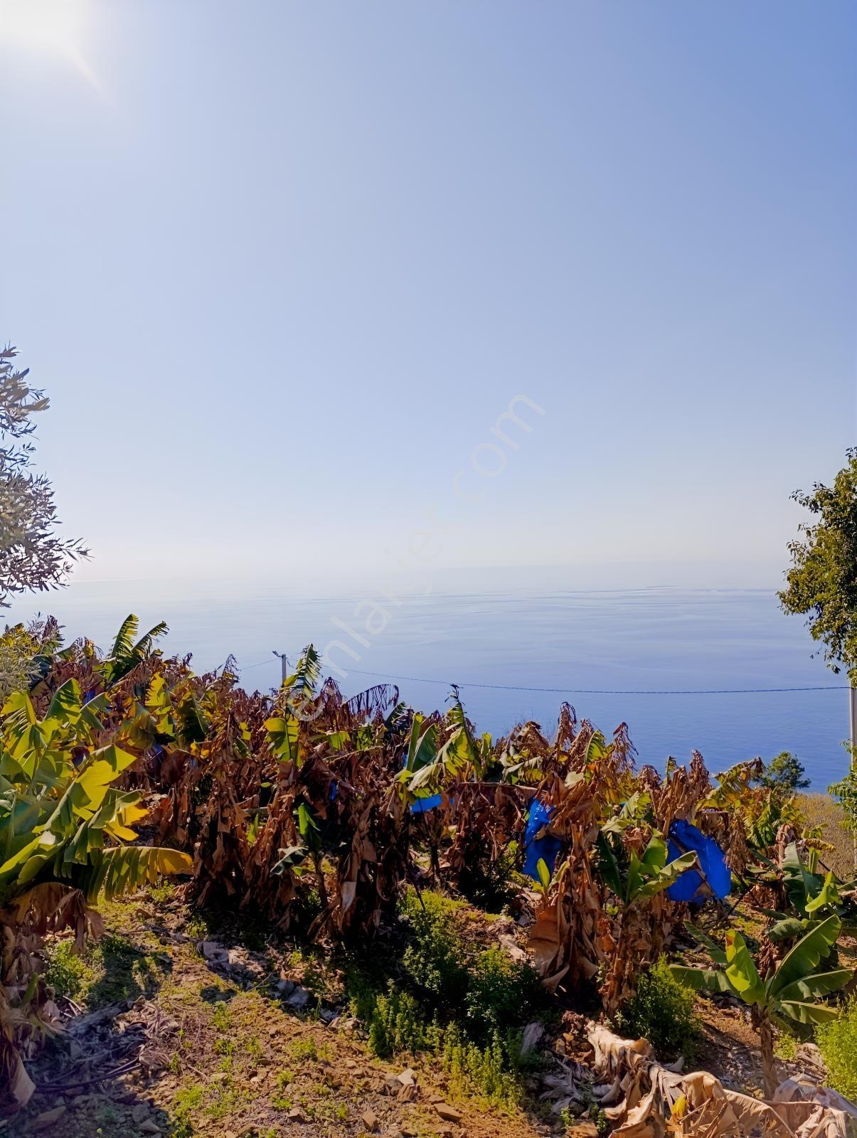 Antalya Gazipaşa Da Satılık Ful Deniz Manzaralı Muz Bahçesi — fotoğraf 18