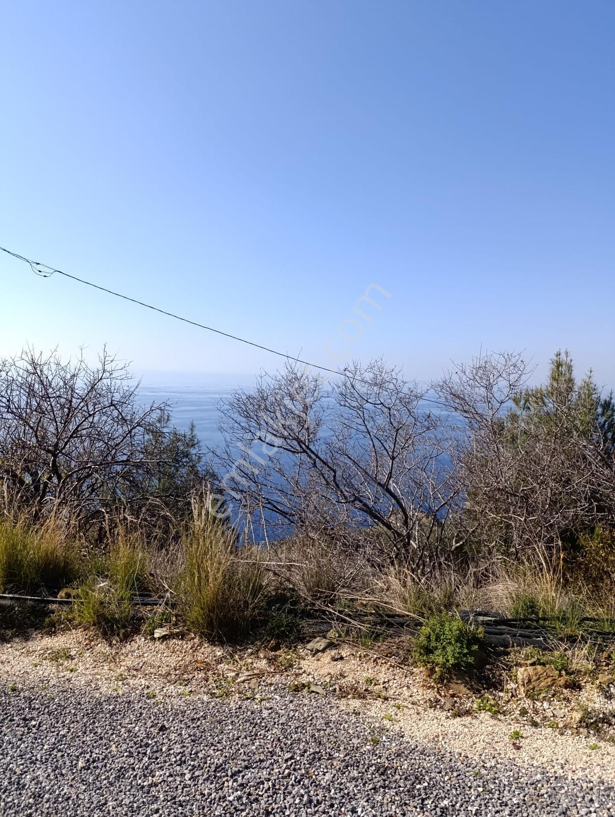 Antalya Gazipaşa Da Satılık Ful Deniz Manzaralı Muz Bahçesi — fotoğraf 19